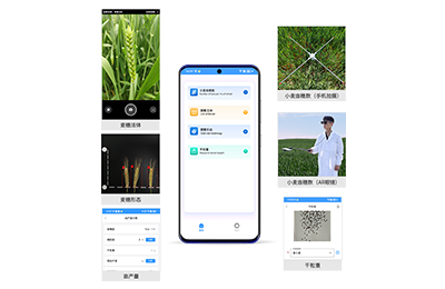 青海小麦亩穗数分析仪IN-XM02