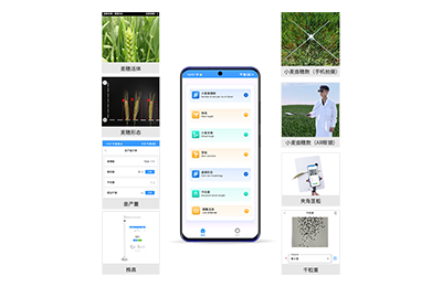 青海小麦表型测量仪IN-XM05
